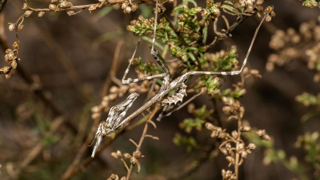 Pokémon Mega Evolution - Photo by Rafael Minguet Delgado on Pexels