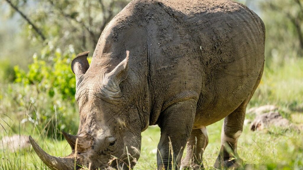 game preservation avalanche studios - Photo by Hugo Sykes on Pexels